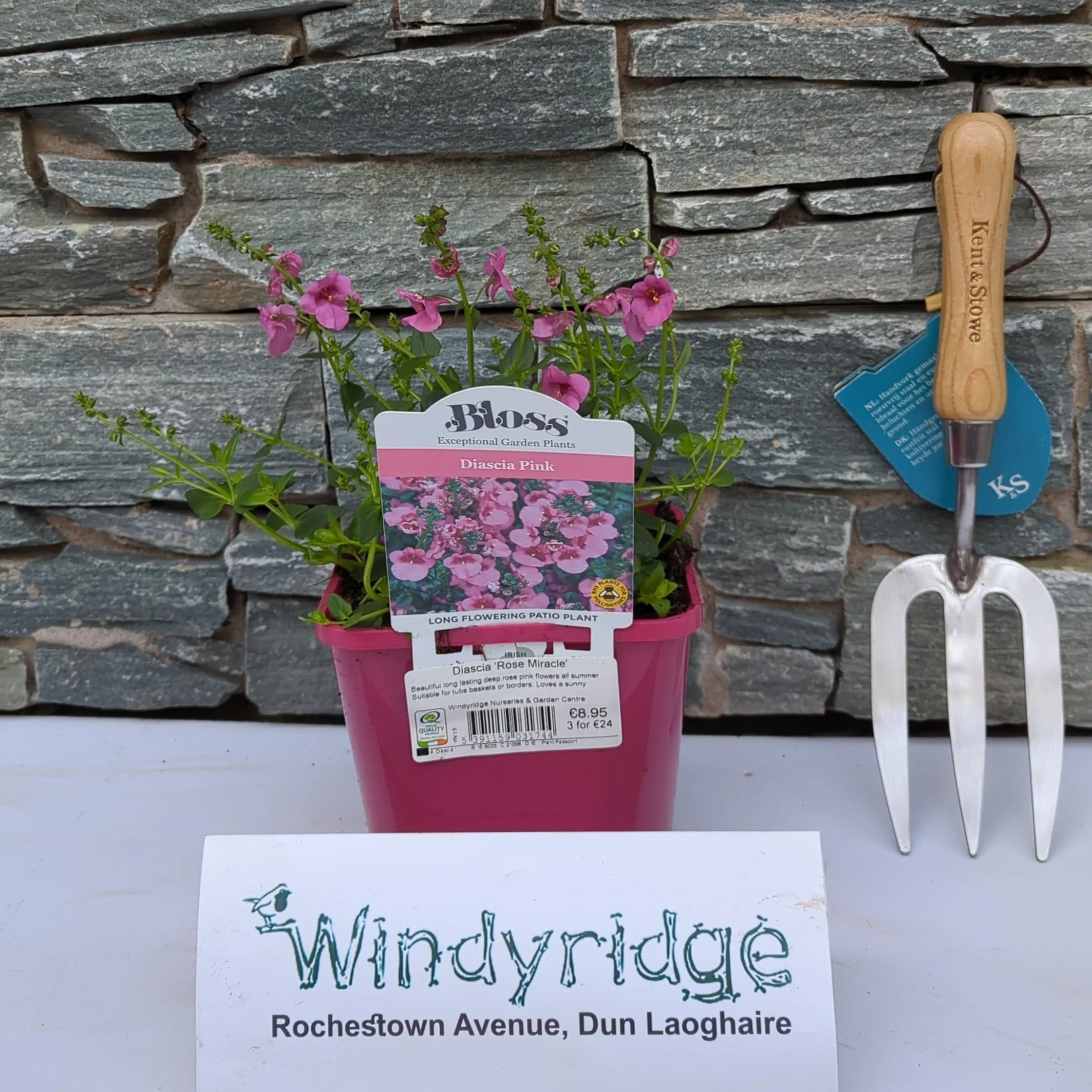 Diascia  Rose Miracle - Image 2