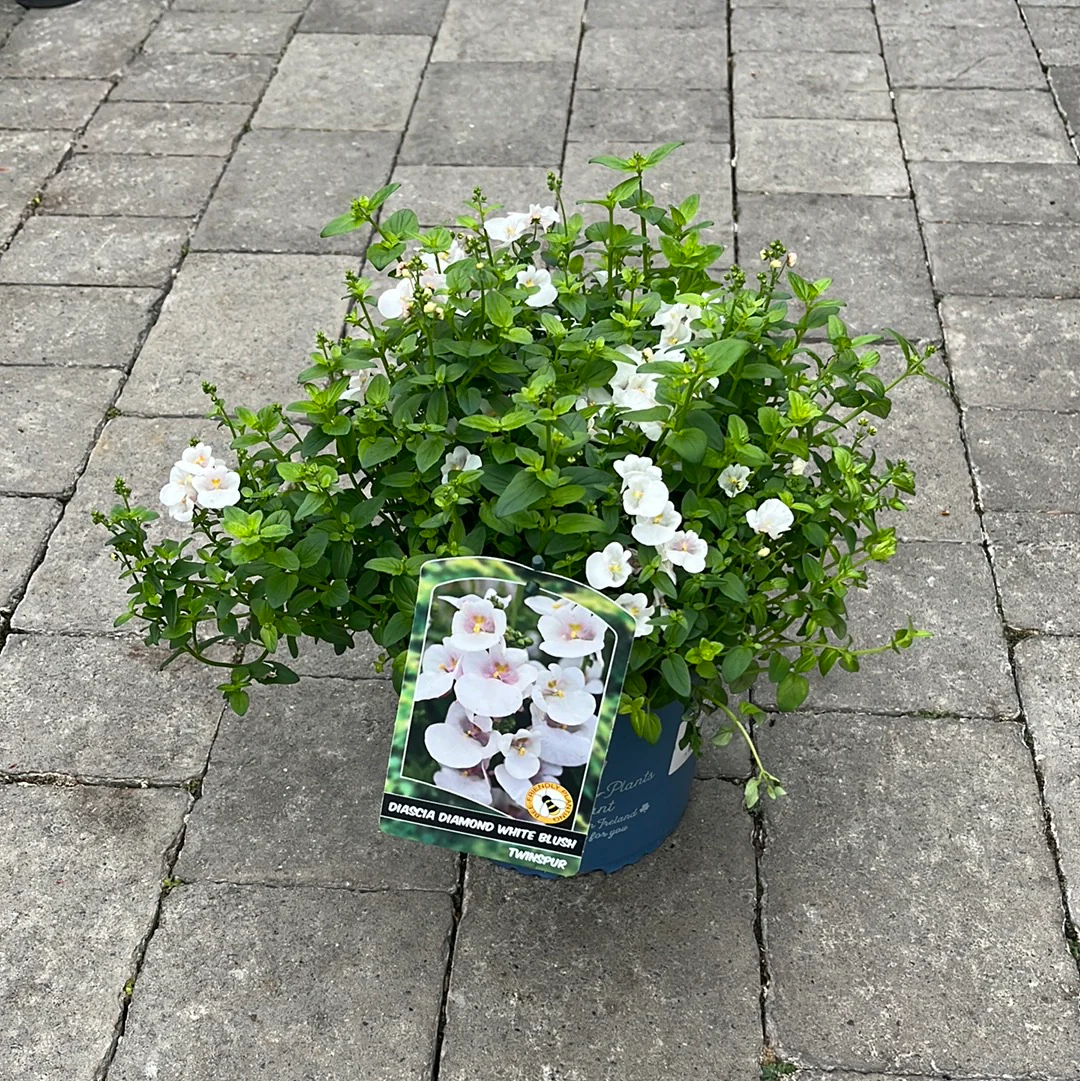 DIASCIA IN VARIETIES - Image 3