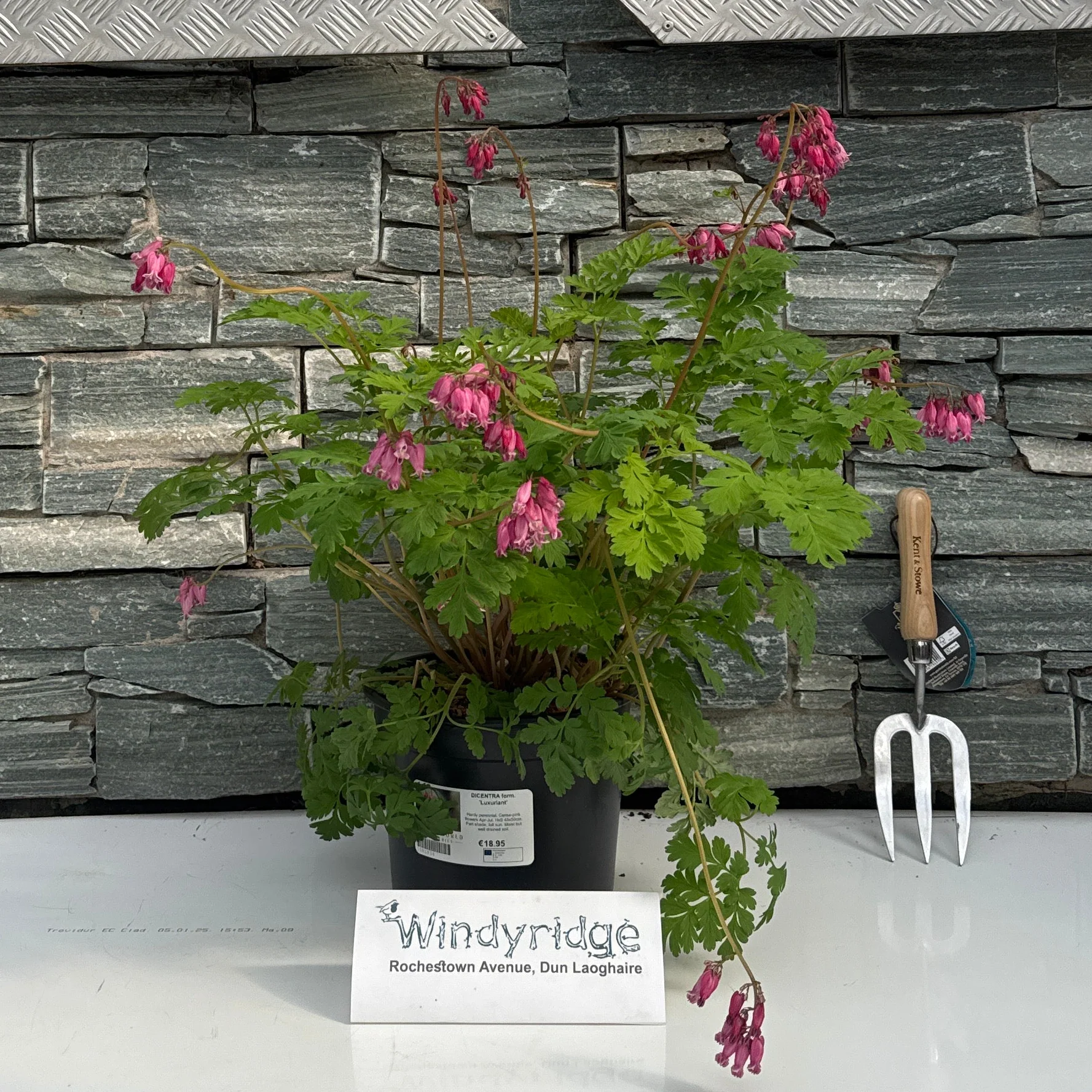 DICENTRA form. 'Luxuriant'