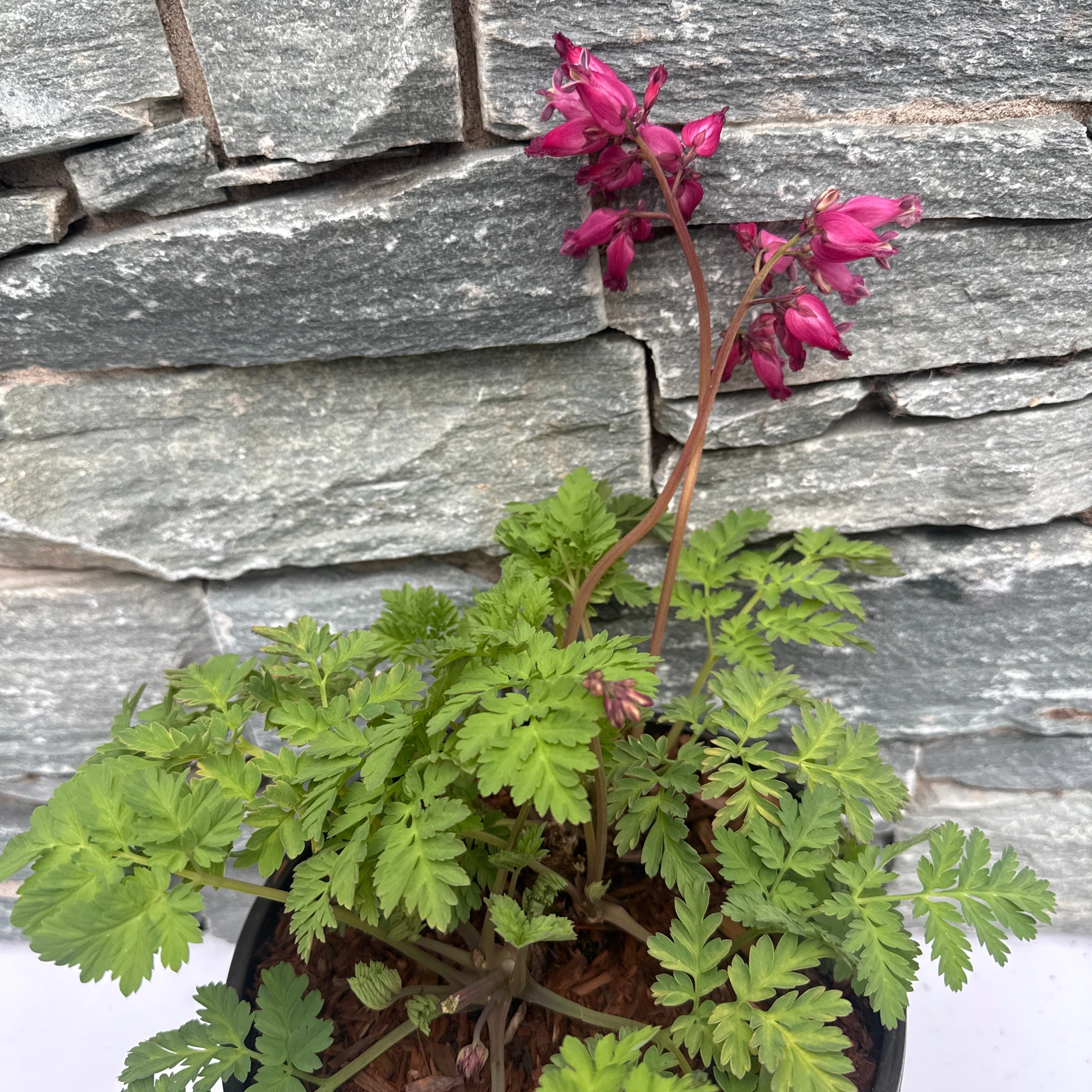 DICENTRA form. Luxuriant - Image 2