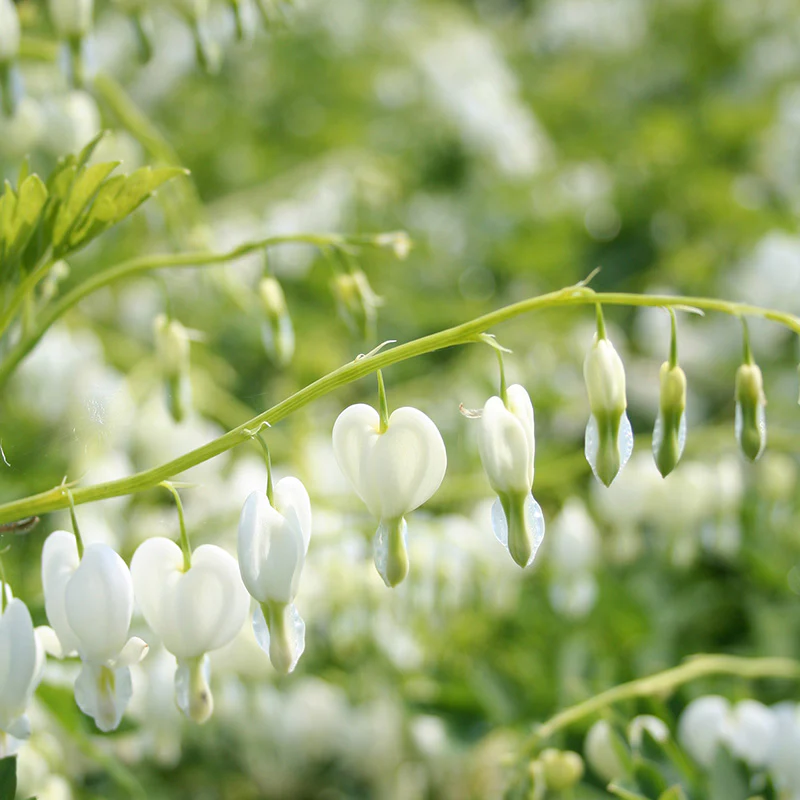 Dicentra spec. Alba