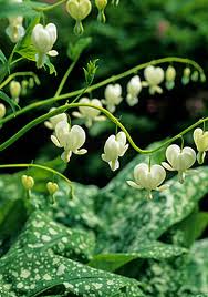 Dicentra spec. Alba - Image 3