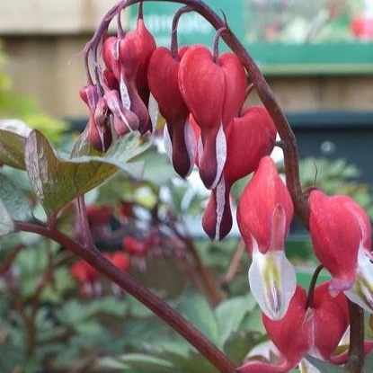 Dicentra spec. Valentine - Image 2