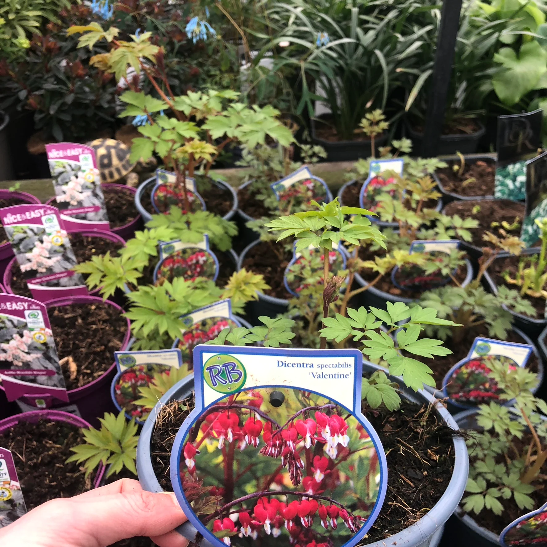 Dicentra spec. Valentine - Image 3