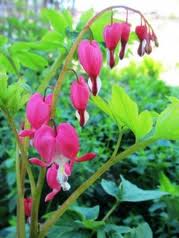 Dicentra spectabiles - Image 3