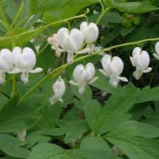 Dicentra spectabiles Alba - Image 2