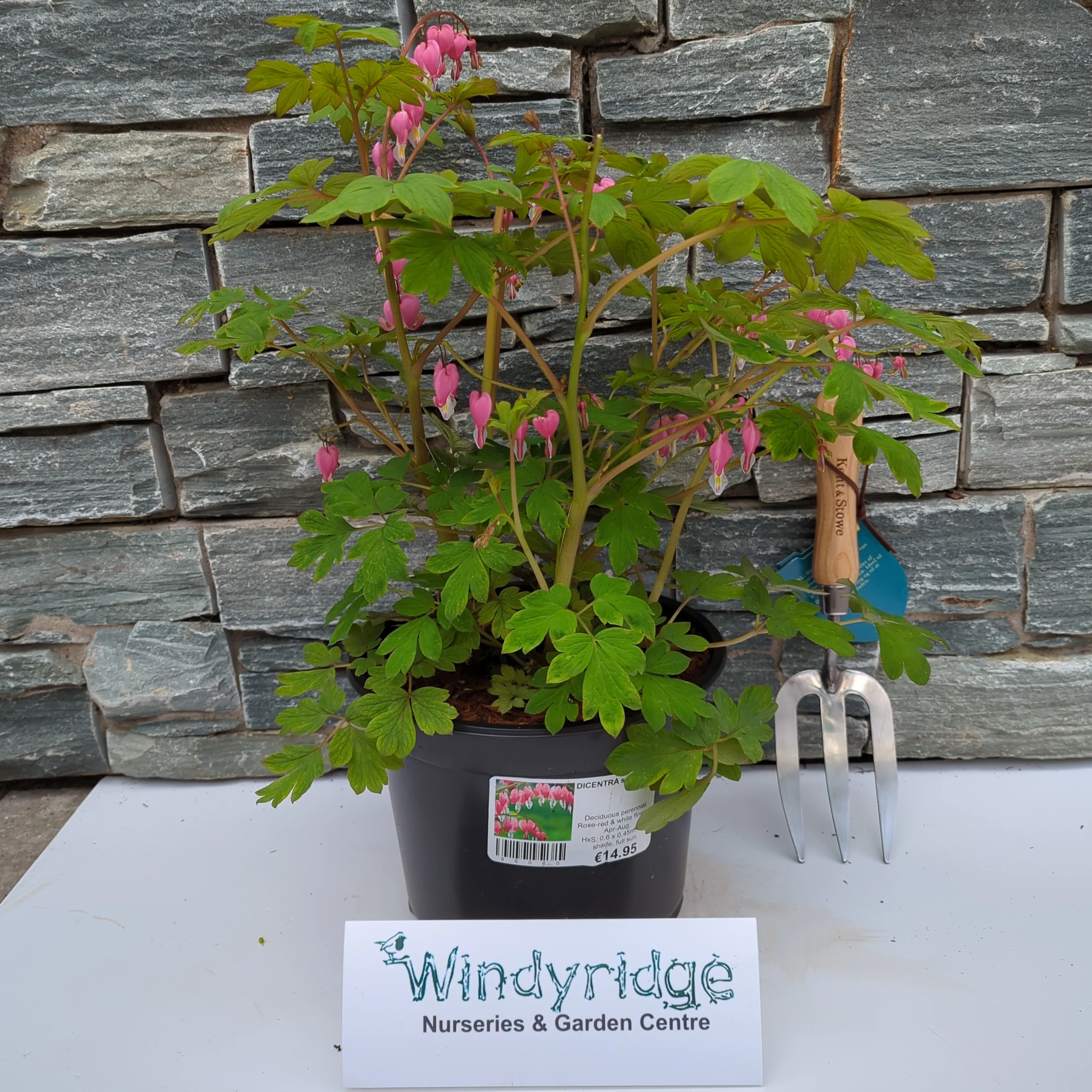 DICENTRA spectabilis - Image 2