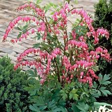 Dicentra spectabilis  2 Ltr pot