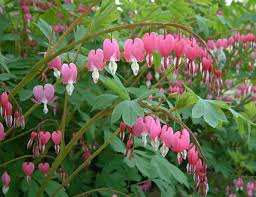 Dicentra spectabilis - Image 2