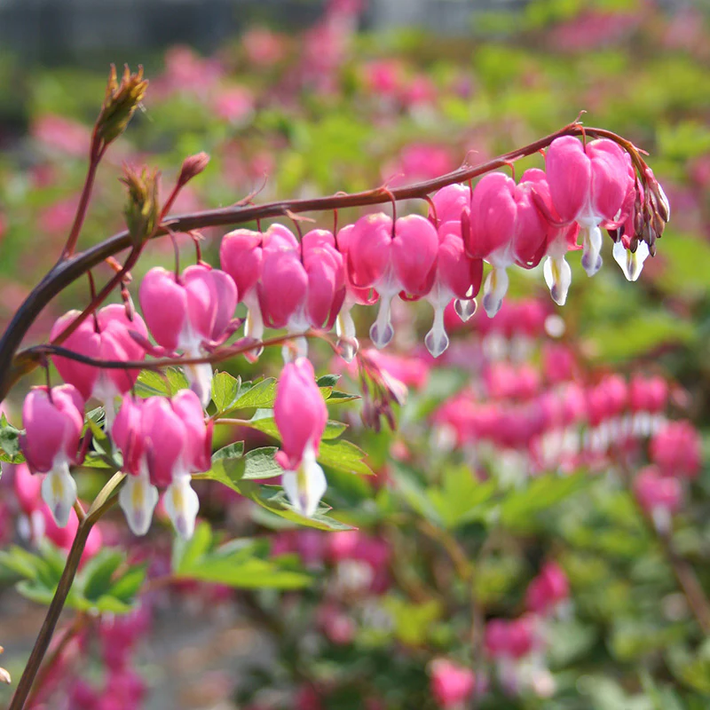 Dicentra spectabilis - Image 2