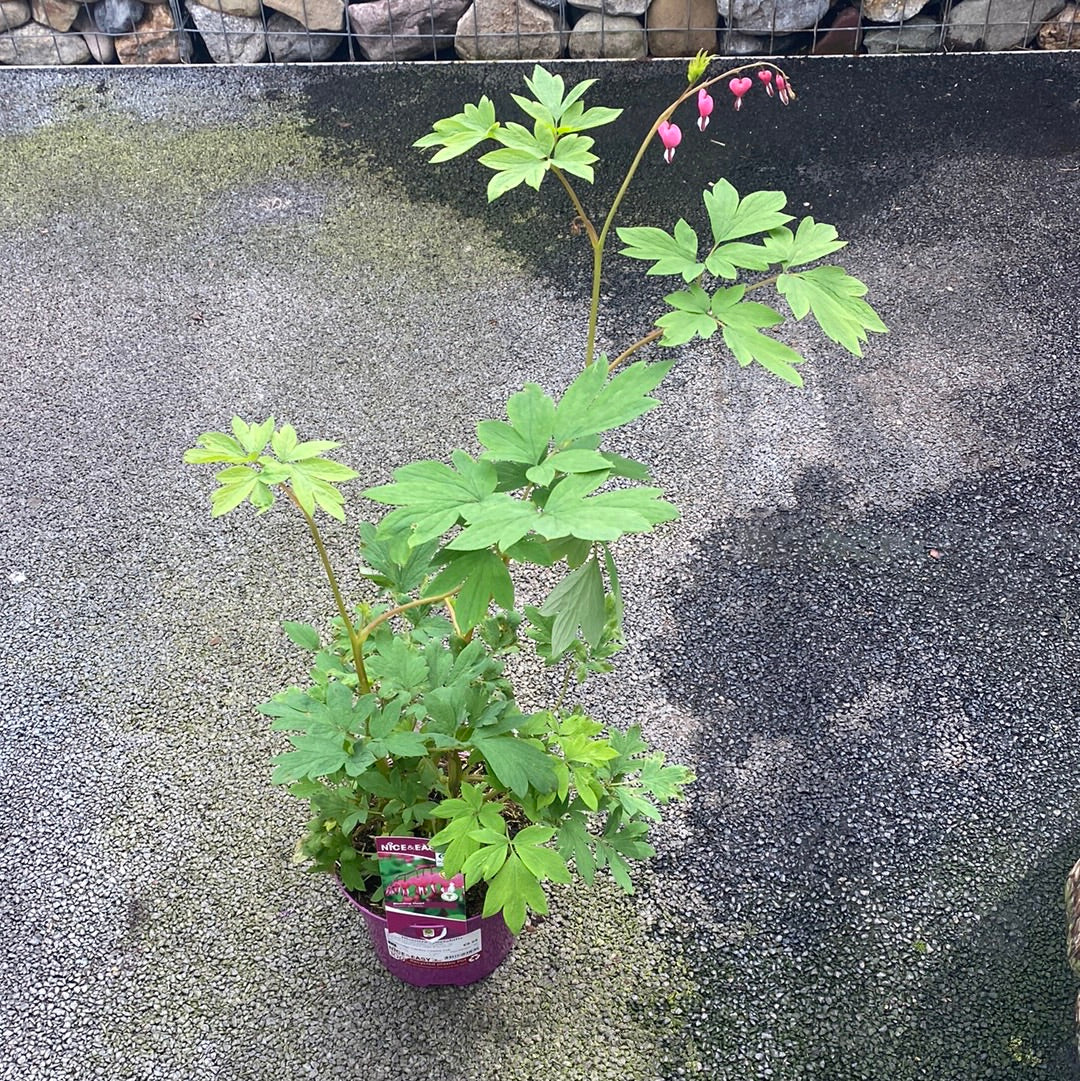 Dicentra spectabilis - Image 3