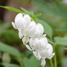 DICENTRA spectabilis 'Alba' - Image 2