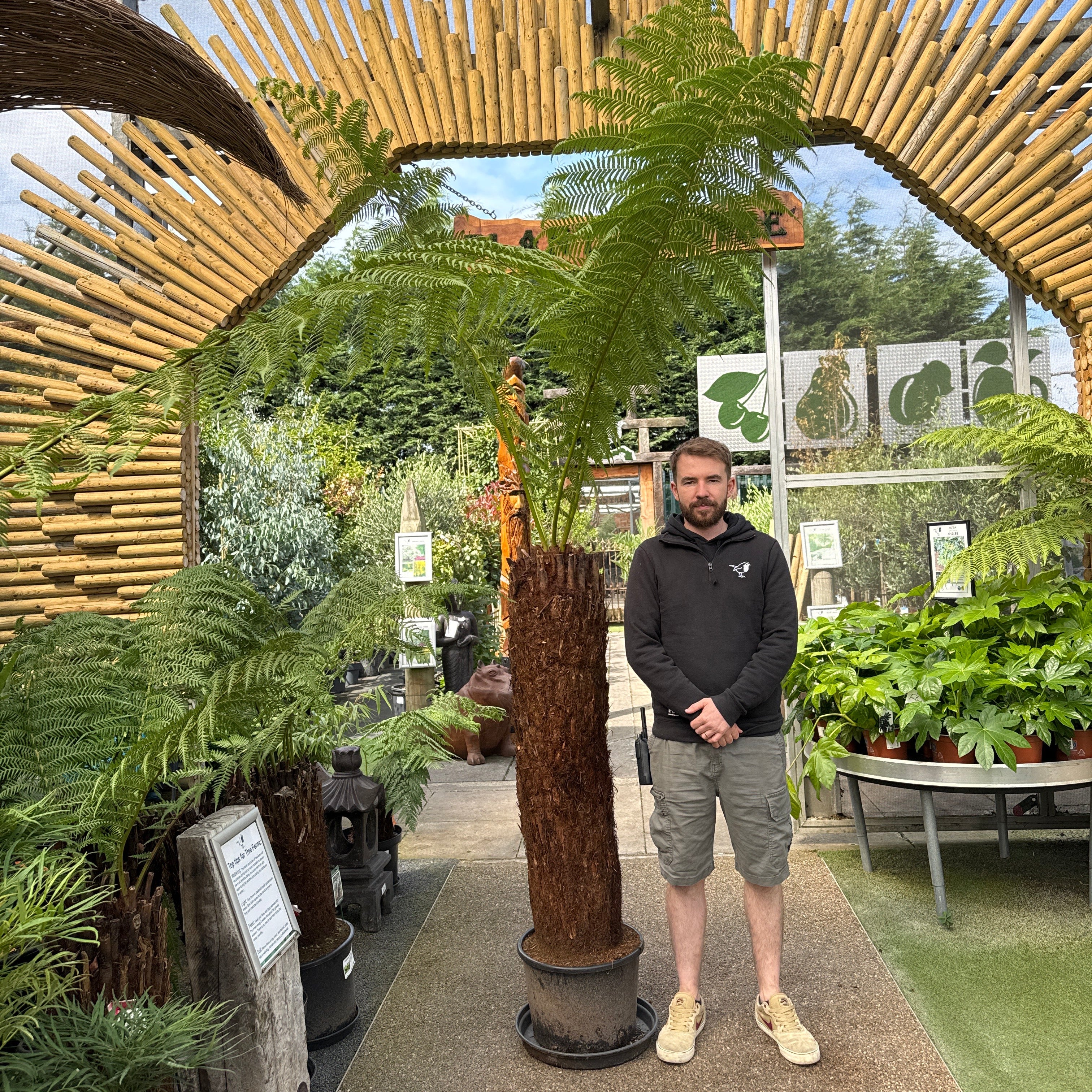 Dicksonia Antarctica 120-130cm 4 foot