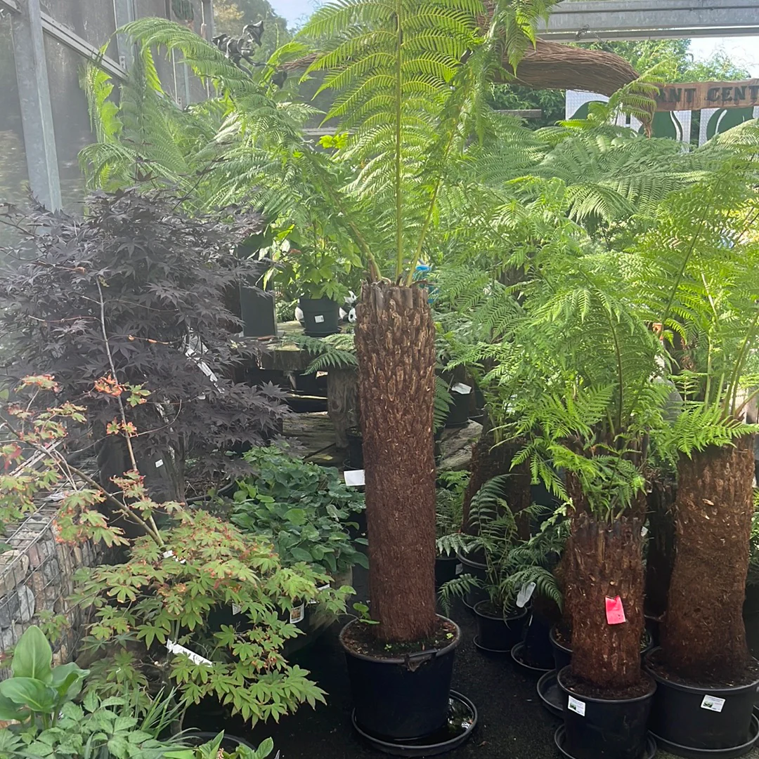 Dicksonia Antarctica 120-130cm 4 foot - Image 2