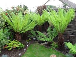 Dicksonia Antarctica 120-130cm 4 foot - Image 3