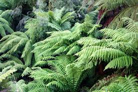 Dicksonia Antarctica 120-130cm 4 foot - Image 4