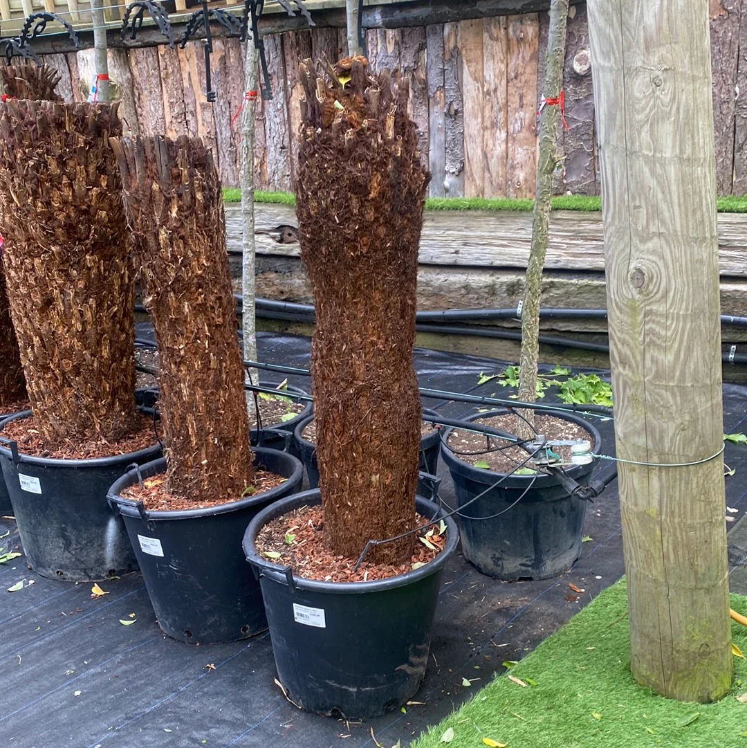 DICKSONIA antarctica 120cm