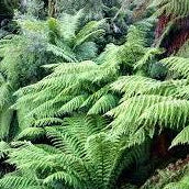 Dicksonia Antarctica 30-40cm 1 foot - Image 2