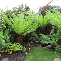 Dicksonia Antarctica 30-40cm 1 foot - Image 3