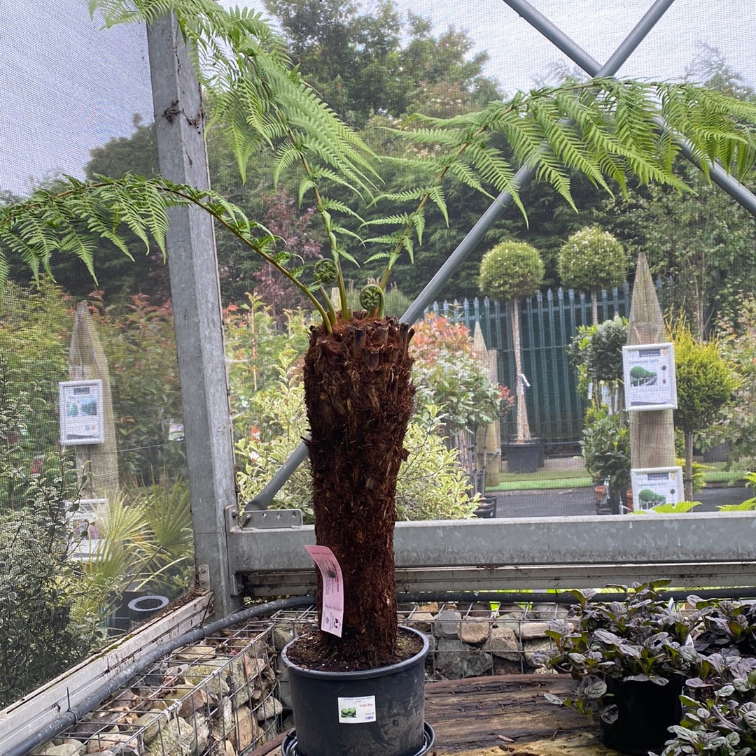 Dicksonia Antarctica 60-70cm 2 foot