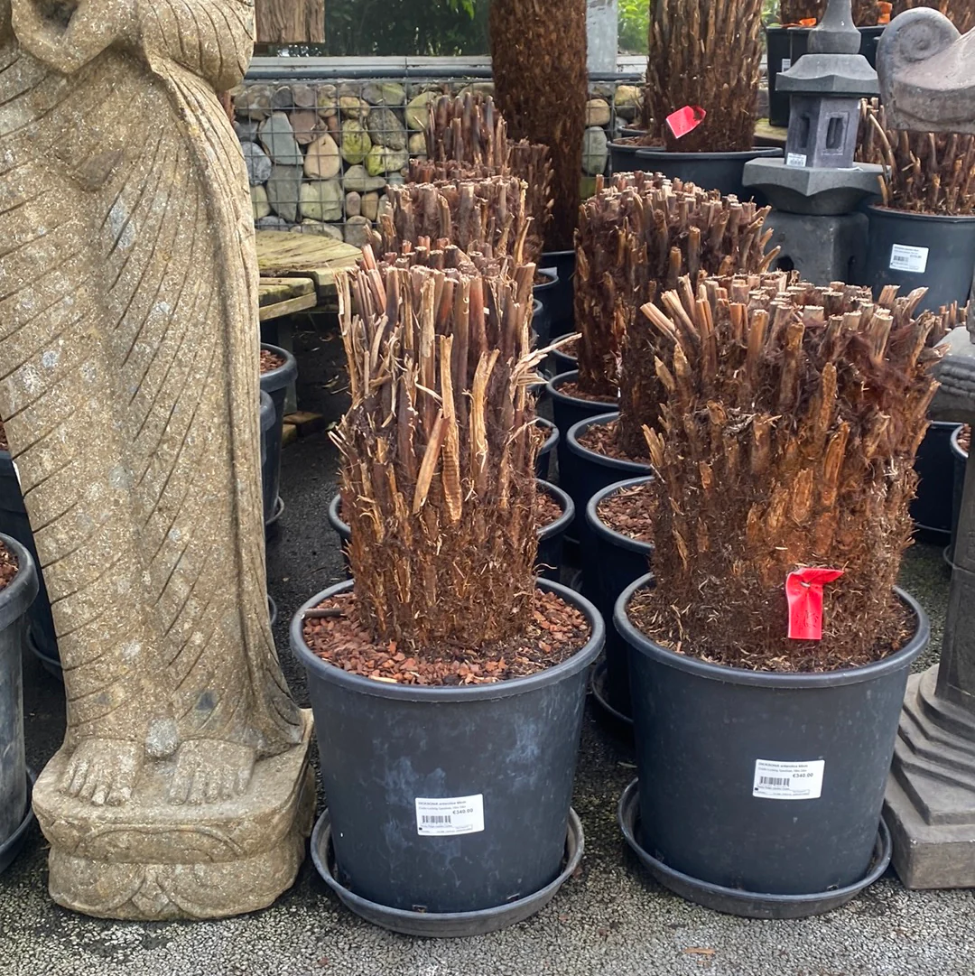 DICKSONIA antarctica 60cm