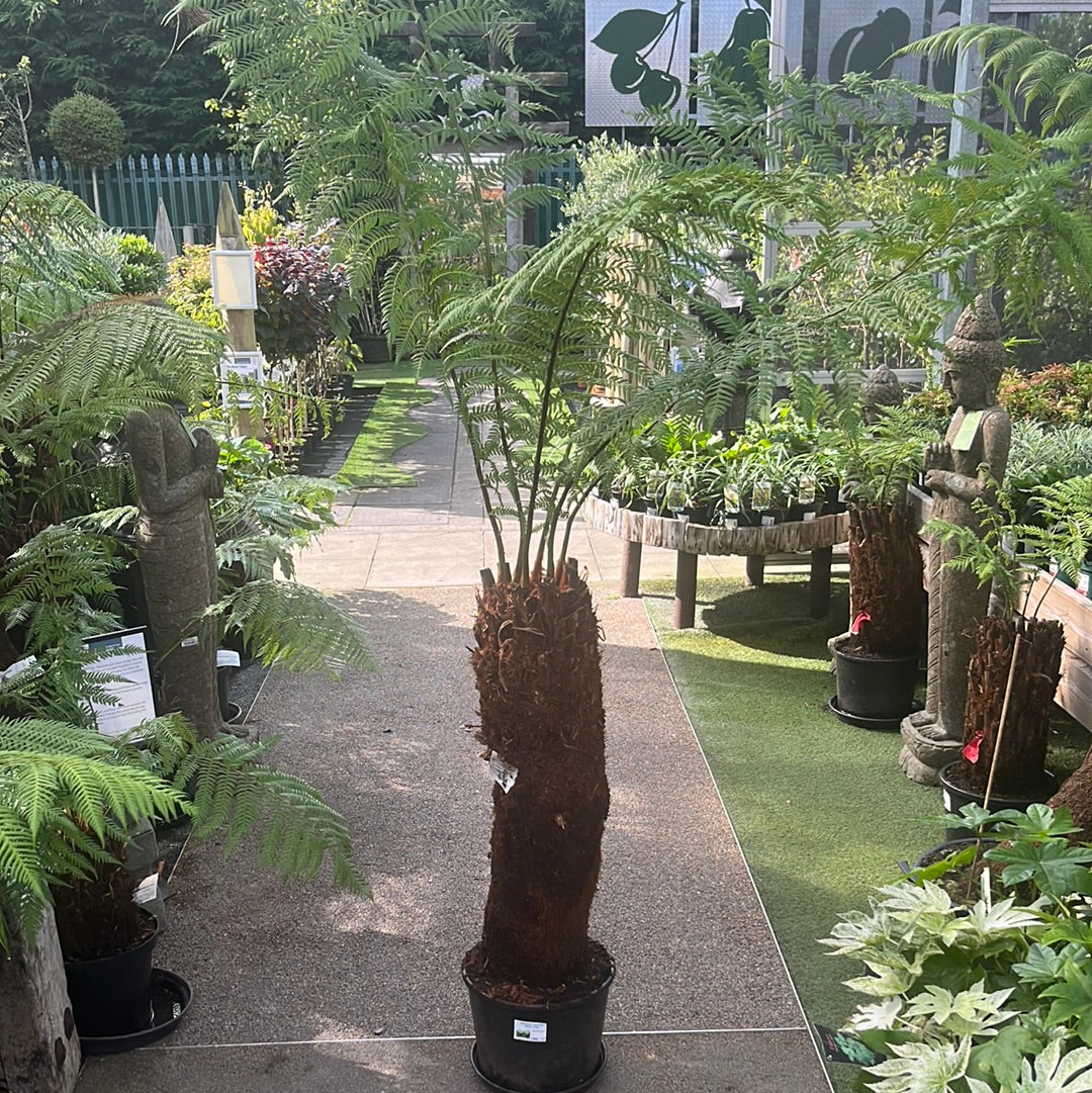 Dicksonia Antarctica 90-100cm 3 foot - Image 2