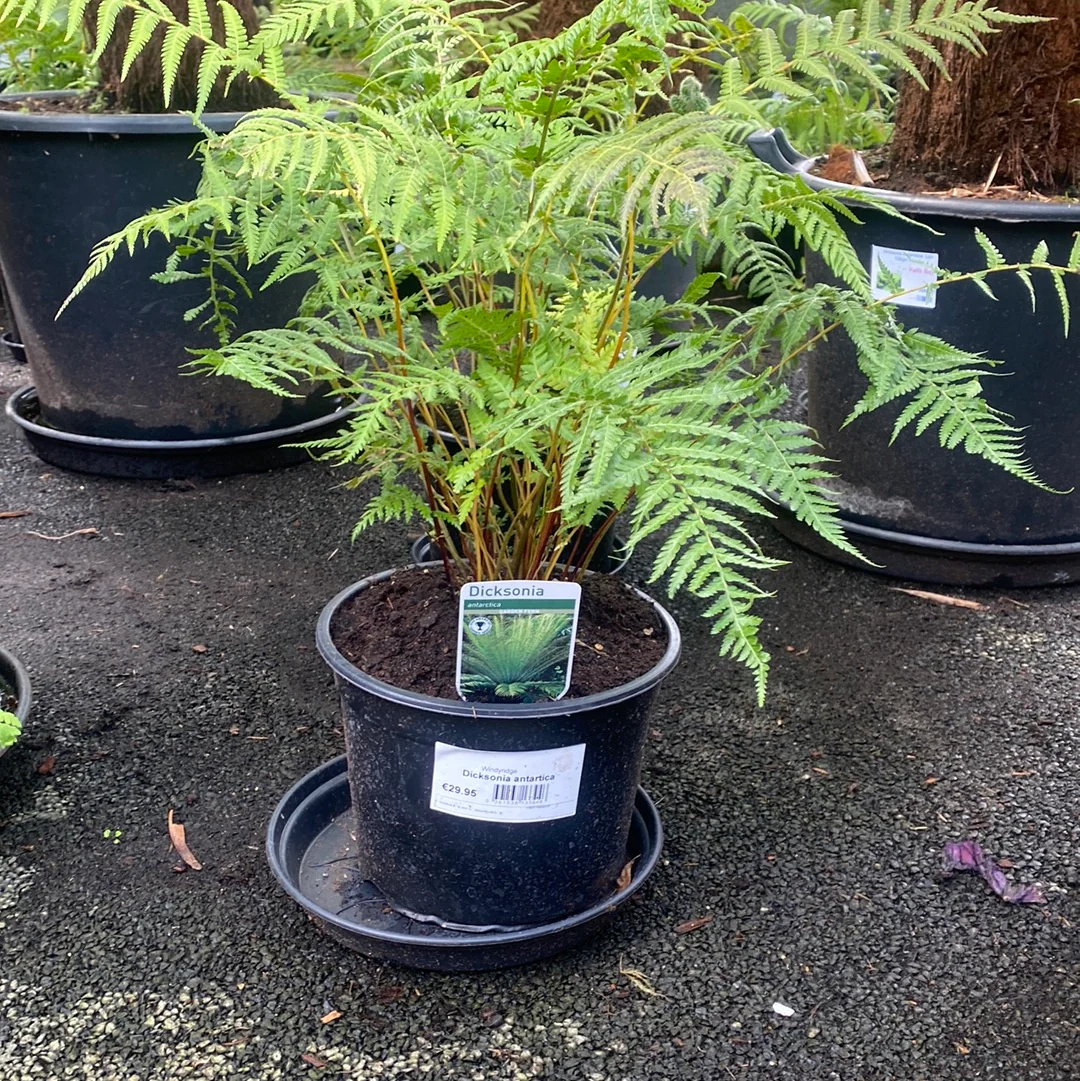 Dicksonia antartica 5L - Image 2