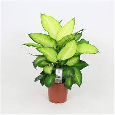 Dieffenbachia Summer Style  P17 - Image 2
