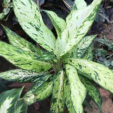 Dieffenbachia  Vesuvius