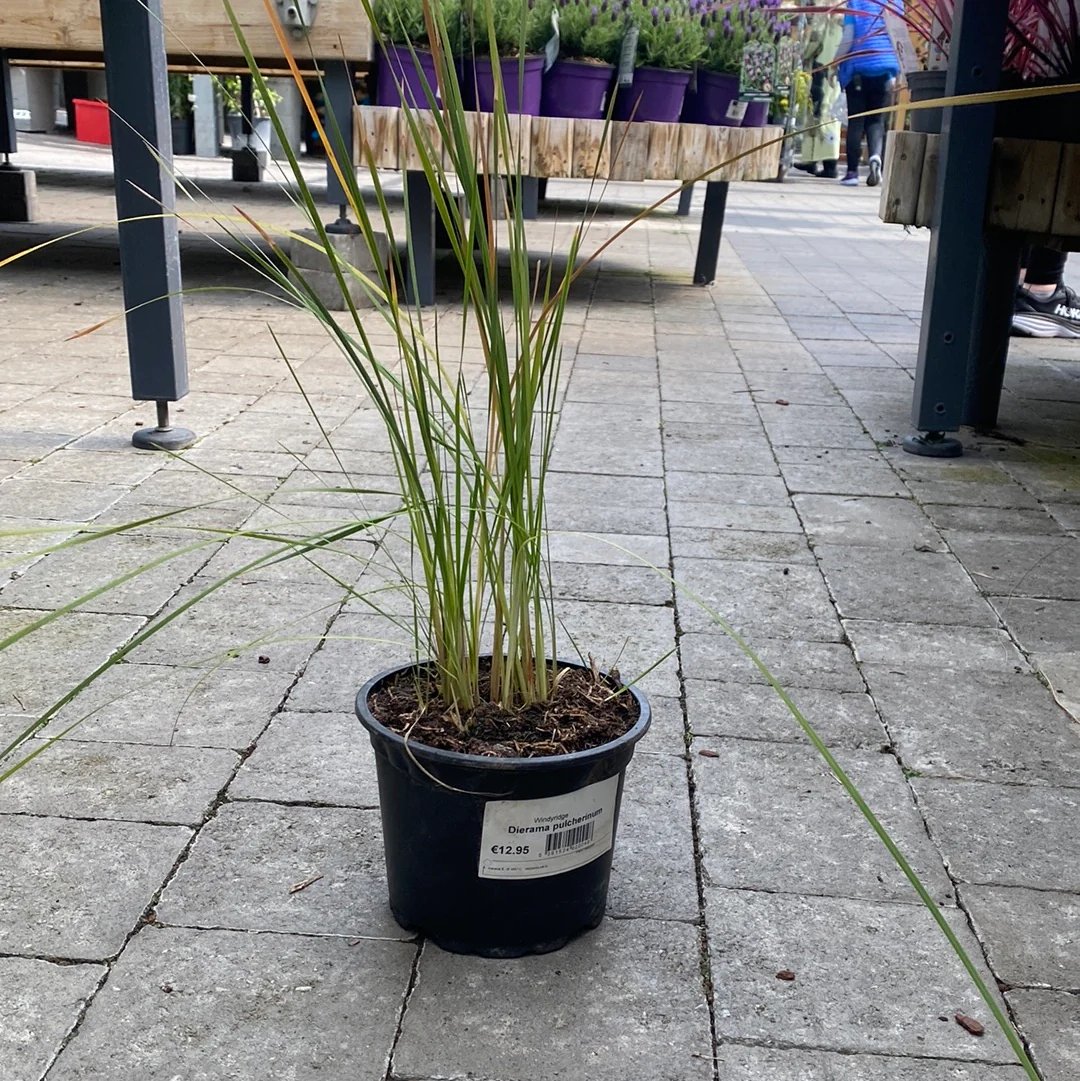 Dierama Pulcherinium Blackbird - Image 3