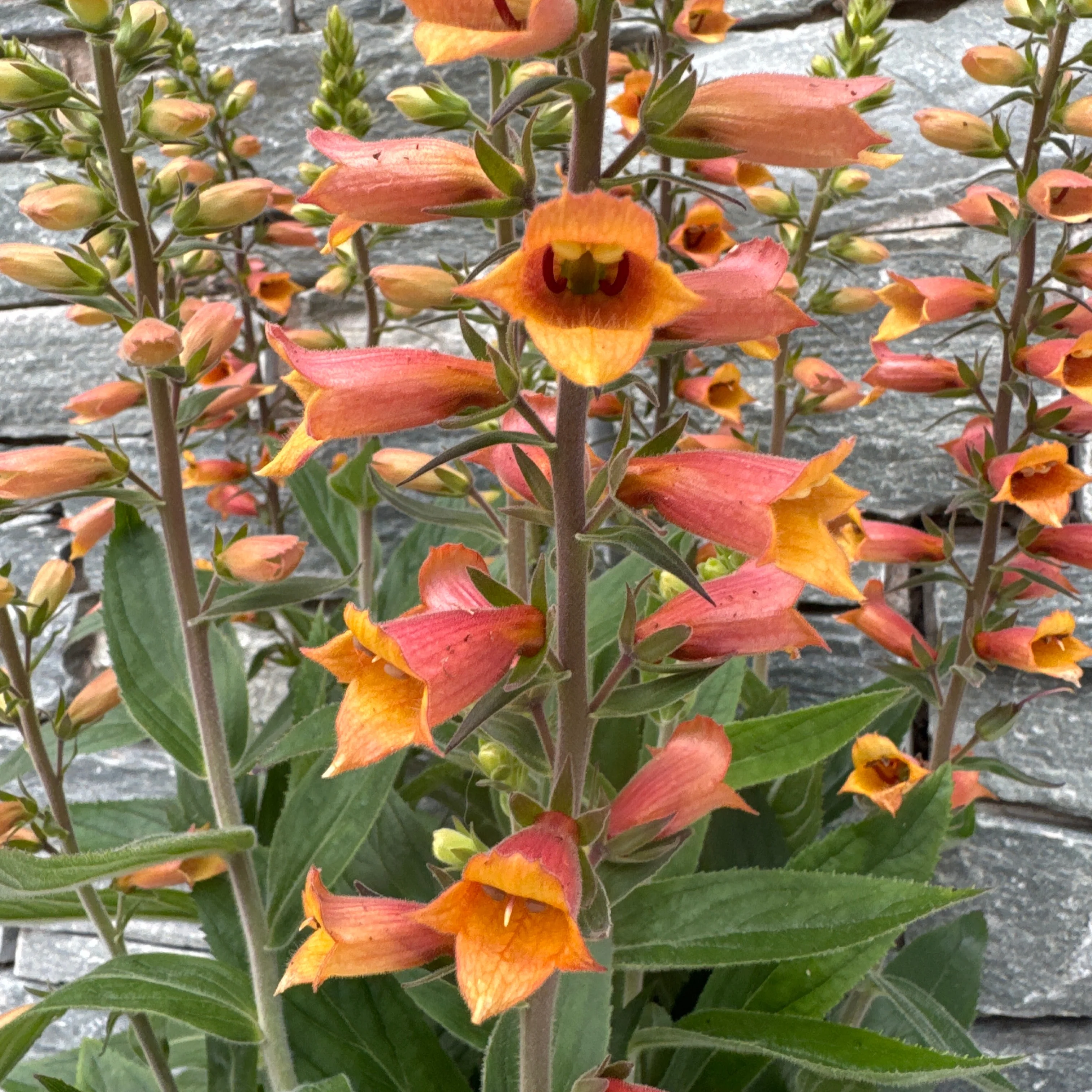 DIGIPLEXIS FIRECRACKER