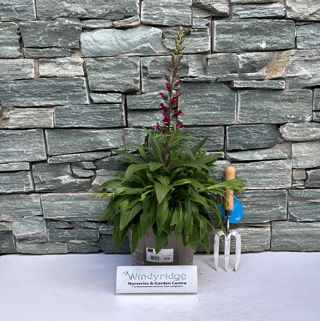 DIGIPLEXIS ILLUMINATION RASPBERRY 5ltr - Image 2