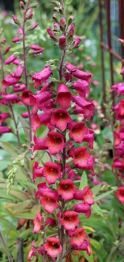 Digiplexis Rasberry Improved