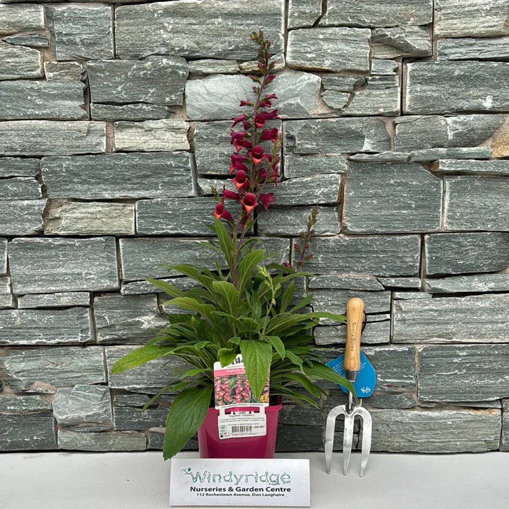 Digiplexis 'Raspberry'
