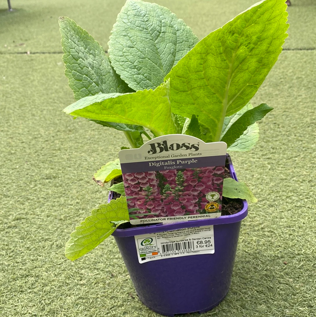 Digitalis 'Dalmation Purple' - Image 3