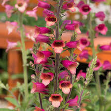 Digitalis Foxlight   3 Ltr