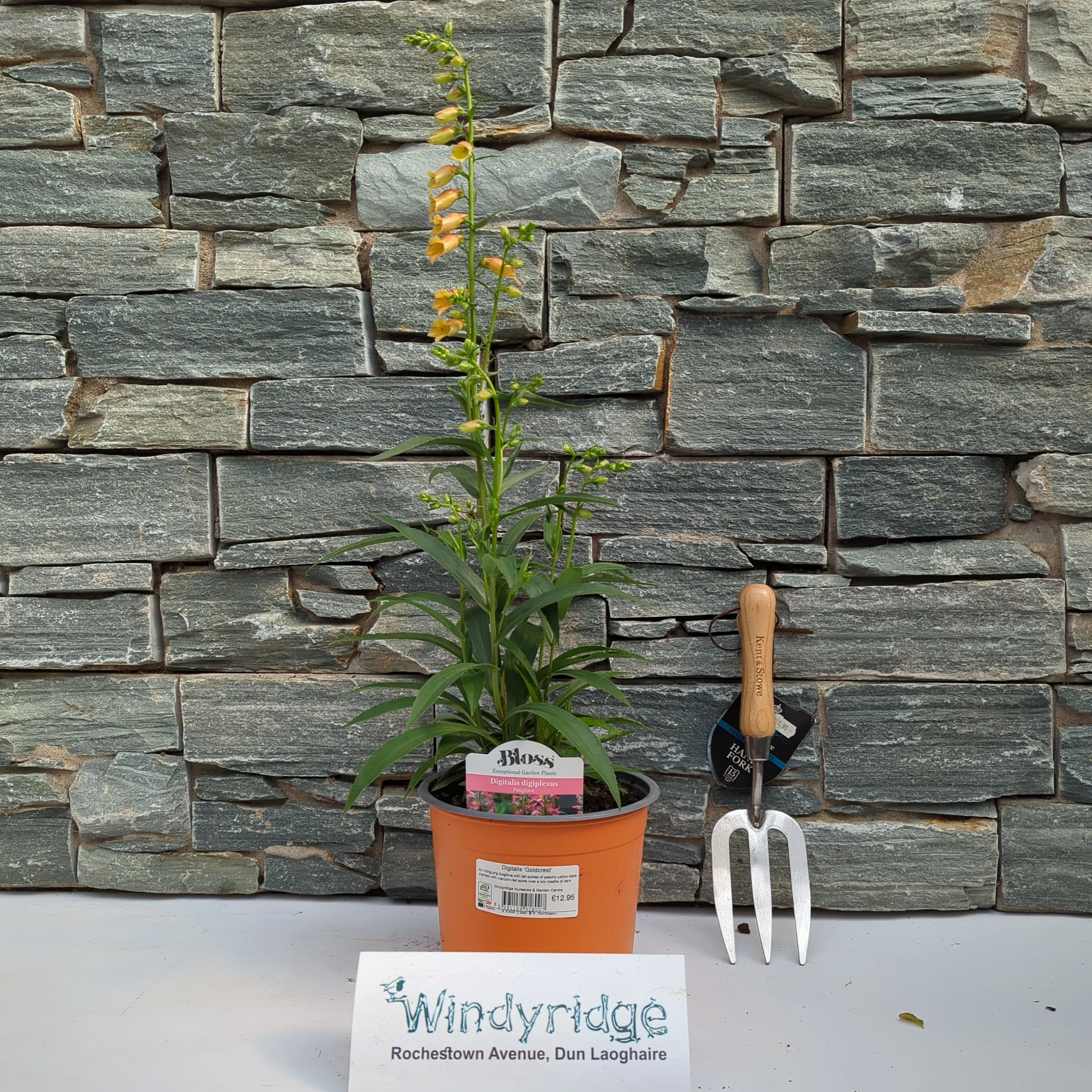 Digitalis Goldcrest - Image 2