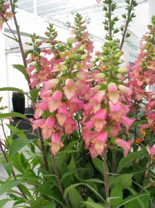 Digitalis Illumination Pink - Image 2