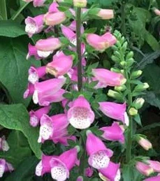 DIGITALIS Lucas