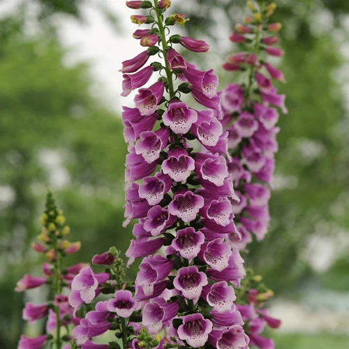 Digitalis purp. Dalmation Purple