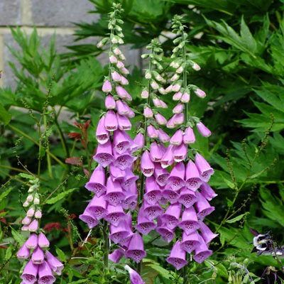 DIGITALIS purp. Excelsior Hybrids
