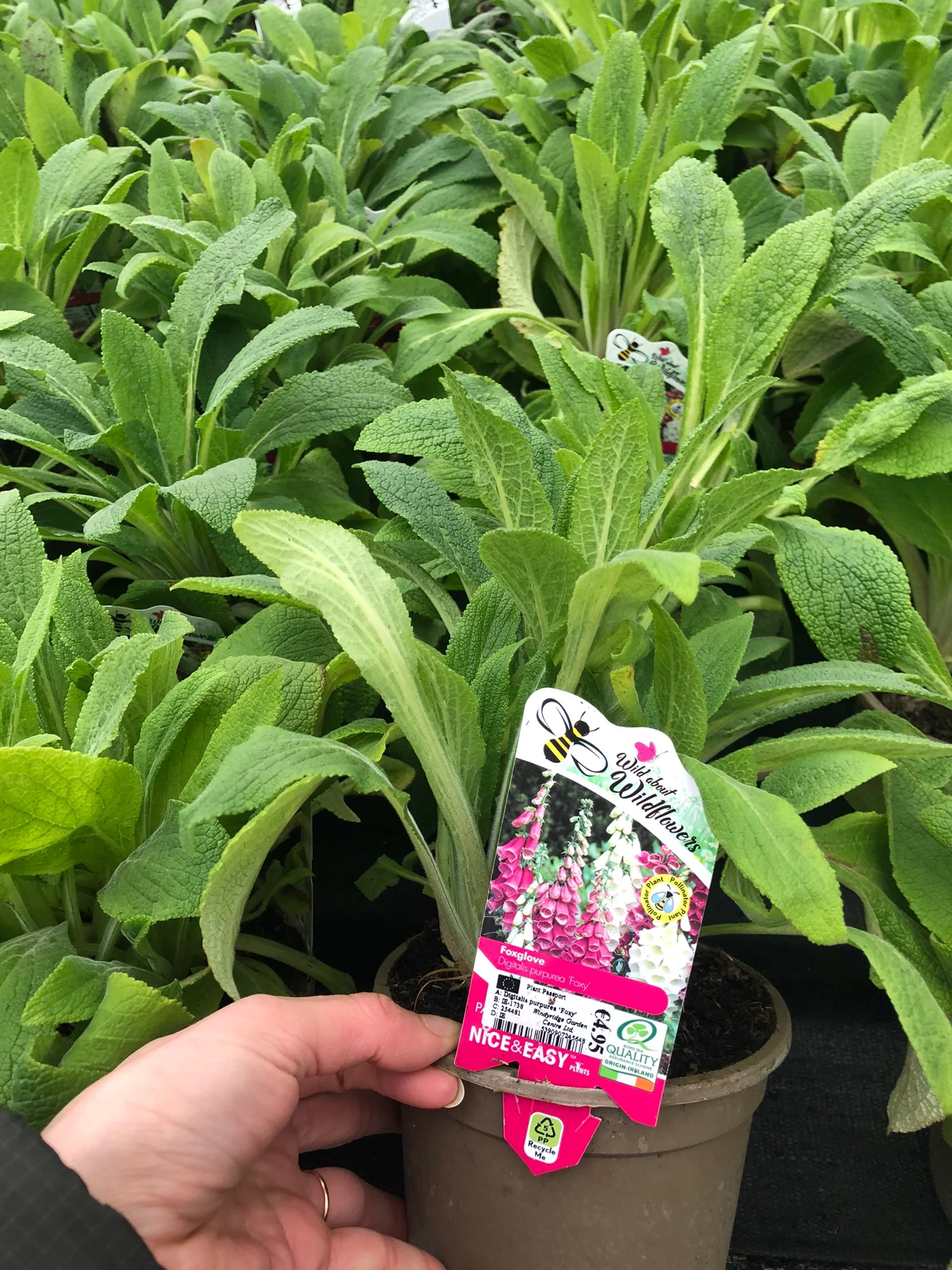 Digitalis purpurea Foxy - Image 2