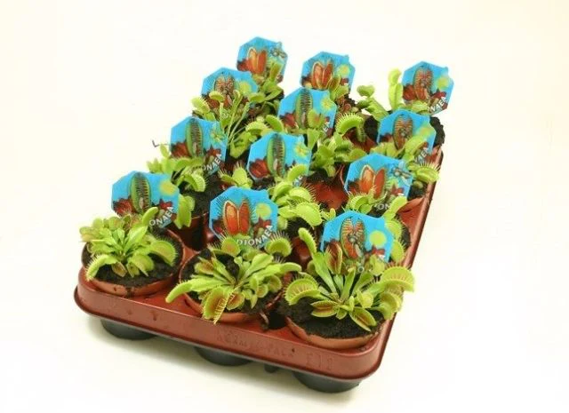 Dionaea muscipula - Image 2