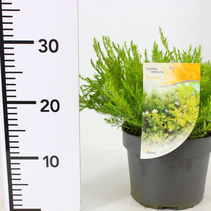 Diosma hirsuta Sunset Gold
