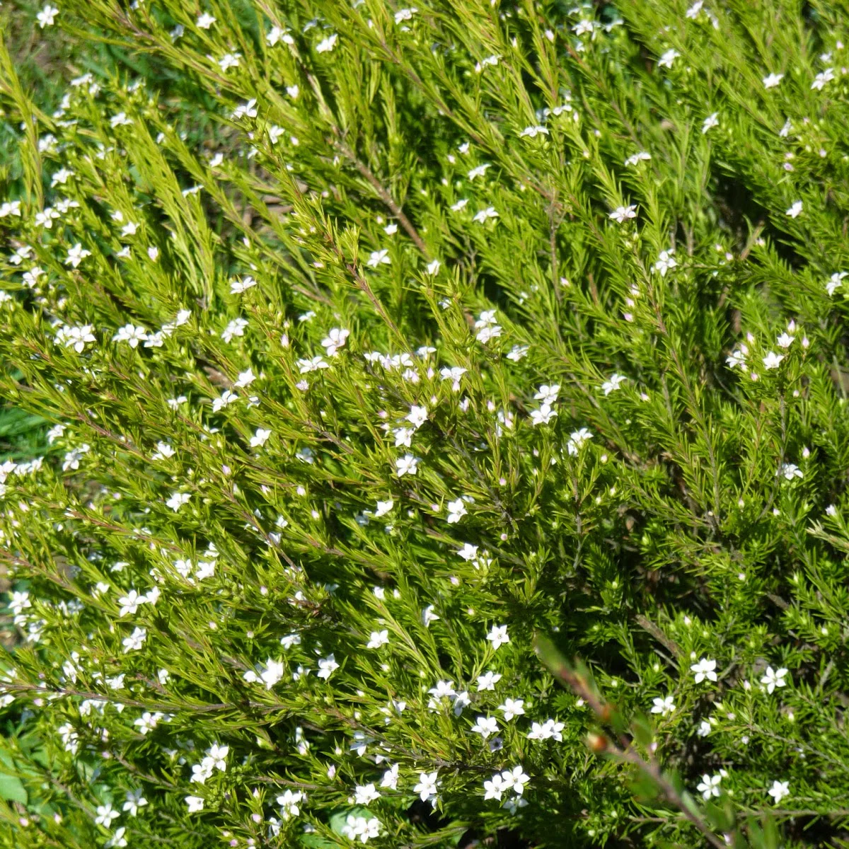 Diosma hirsuta Sunset Gold - Image 2