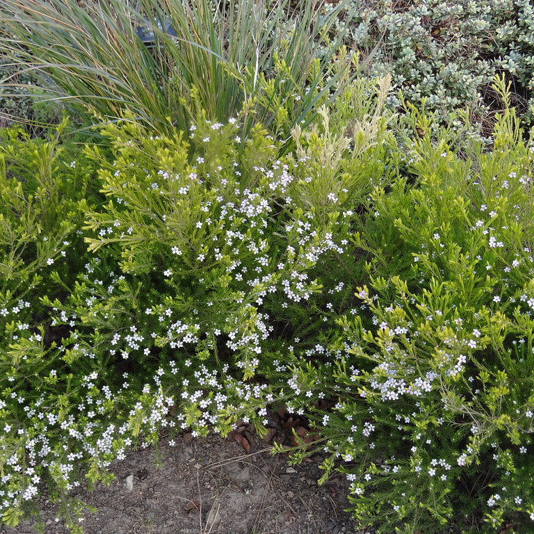 Diosma hirsuta Sunset Gold - Image 3