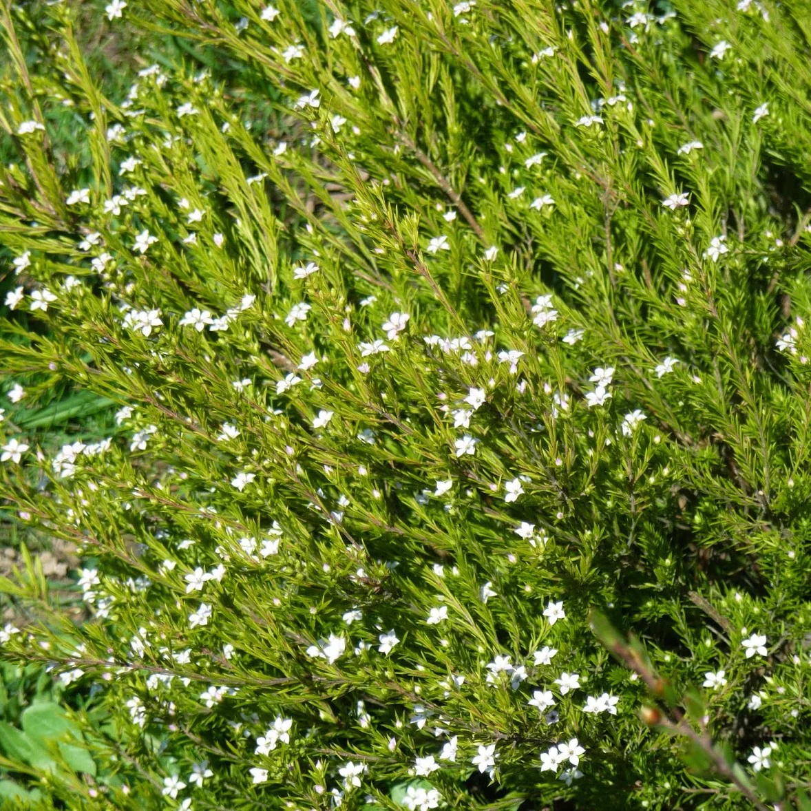 DIOSMA SUNSET GOLD RP 20-25 3Ltr Pot - Image 2