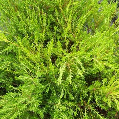 DIOSMA SUNSET GOLD RP 20-25 3Ltr Pot - Image 3