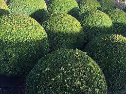DO NOT USE Buxus semp Ball 40-45cm