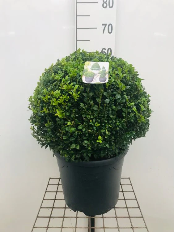 DO NOT USE Buxus semp Ball 40-45cm - Image 2